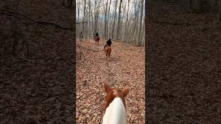 Autumn Horseback Riding horsebackriding fallvibes equestrian [upl. by Sieracki782]