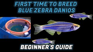 SUCCESS HOW TO BREED BLUE ZEBRA DANIO  EASY STEPS  Beginners Guide [upl. by Fowkes]