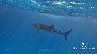 161024  Dives at Whale Shark Seven Heaven amp Randhi Week near Dhigurah South Ari Atoll  Maldives [upl. by Ainekahs]