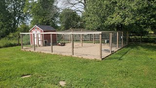 PREDATOR PROOF CHICKEN COOP [upl. by Drofyar]