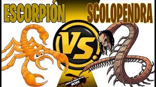 ESCORPIÓN VS SCOLOPENDRA  ROUND 1 [upl. by Ecnahc]