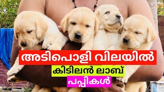 വിലകുറച്ച് കൊടുക്കുന്നു Labrador Retriever Puppies And A Very Cheap Price  Labrodor Puppies Sale [upl. by Giardap]