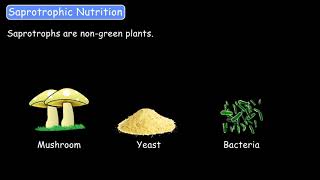 Heterotrophic Modes of Nutrition  Our EcosystemPart4  Science  Grade78  Tutway [upl. by Marguerite]