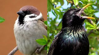 Black starling  singing Field sparrow [upl. by Idham]