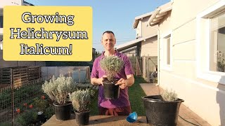 Herbs  How to grow curry plant [upl. by Ylrad]