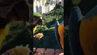 Wild Macaws Nature’s Vibrant Acrobatics like viralvideo subscribe wildlife foryou shorts [upl. by Rior588]