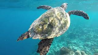 Maldives Snorkeling [upl. by Namron313]