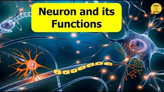 Neuron amp Its Functions  Class 10  Control amp Coordination [upl. by Beitnes]