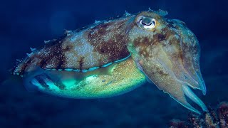 What is a Cephalopod  Oceana [upl. by Francis]