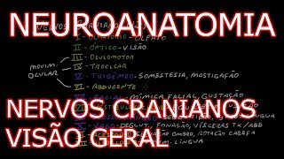 Aula Neuroanatomia  Nervos Cranianos Pares Cranianos  Visão Geral  Neuroanatomia Humana 6 [upl. by Aicilef]