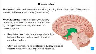 Diencephalon Cerebellum and Brainstem [upl. by Llednahs]