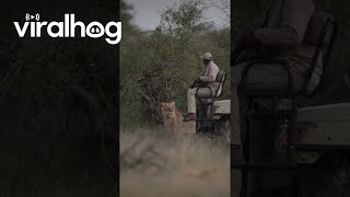 Lion Catches Safari Tracker By Surprise  ViralHog [upl. by Dlarej801]