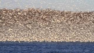 Merill Creek Snow Geese 20130103 Part 2 [upl. by Harriett665]