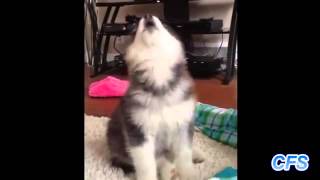 Perros aullando parte 1 HD [upl. by Friend405]