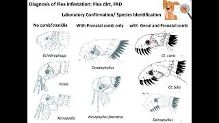 Identification of Flea speciesMorphological identification of Flea [upl. by Itisahc973]