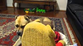 Cane Corso Temperament  Baby with Italian Mastiff [upl. by Lehteb]