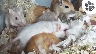 Bébés Gerbilles Câlin Et Papouille Dans Le Nid  Rongeur Mignon [upl. by Goldarina929]