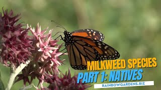 Part 1 Texas native Milkweed with The Butterfly Landing [upl. by Lyda460]