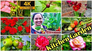 JAANS Garden Tour  Home Garden Ireland  Summer Garden Tour Malayalam  Fruit hunting in My Garden [upl. by Namref397]