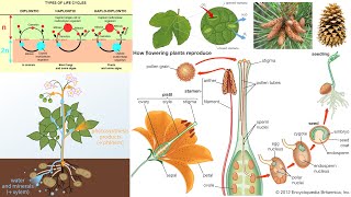 Plant Diversity Flowering Plants Gymnosperms Bryophytes Pollination [upl. by Ettevroc]