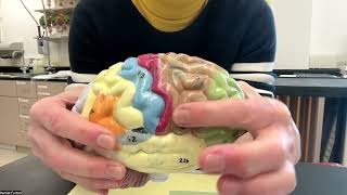 Brain  Brodmann  model [upl. by Winchell]