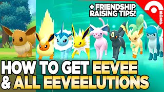 How to Get Eevee amp All Eeveelutions Friendship Raising Tips in Pokemon Brilliant Diamond [upl. by Rochell]