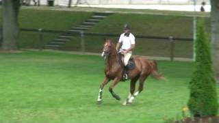 ♂ Play Boy de Courcel jumping stallion SF by Easy Boy [upl. by Eikcid149]