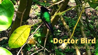 Doctor Bird  Jamaicas National Bird with Irie Holiday Tours [upl. by Dagna]