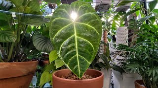 【植人種植紀錄】終於等到你！！皇火鶴｜Anthurium Regale｜觀葉植物 ＃火鶴 [upl. by Nnov]