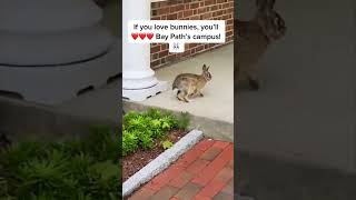 Did You Spot the Adorable Bunnies on Bay Paths Campus [upl. by Inalaeham]