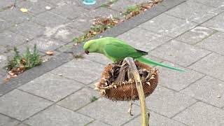 Vroege Vogels  Halsbandparkiet op een zonnebloem [upl. by Anecuza]