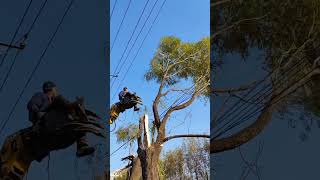 When pruning willow trees beside high  voltage lines safety precautions must be taken [upl. by Illak]