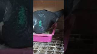 Beautiful Makshi female pigeon laid eggs after using my egg formula [upl. by Vaclava]