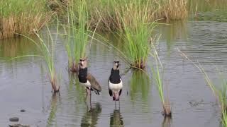 Southern Lapwings on Bonaire [upl. by Annohsak]