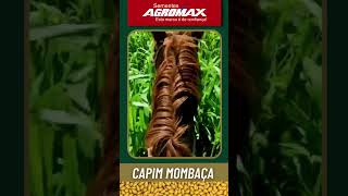 Capim Mombaça  Sementes Agromax [upl. by Inaluahek]