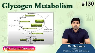 130 Glycogen Metabolism [upl. by Attenauq]