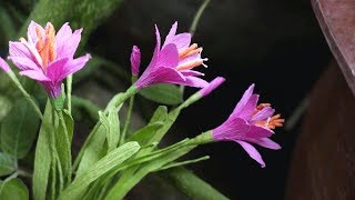 DIY  How to make Rain lily flower by crepe paper Làm hoa huệ mưa bằng giấy nhún [upl. by Kyte825]