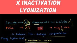 X Inactivation – Lyonization [upl. by Sugden]