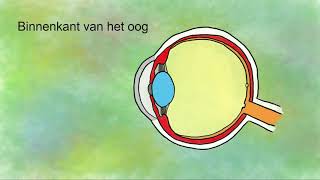 Het oog onderdelen en functies [upl. by Schilit]