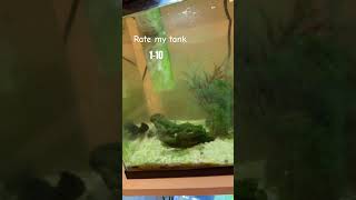 Small fish tank with lots of aggressive cichlids fish aquariums aquarium fish fishing scary [upl. by Intruoc]