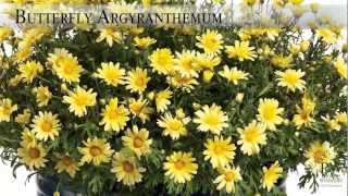 Proven Winners® Gardener Channel Proven Winners® Butterfly Argyranthemum [upl. by Chrisoula223]