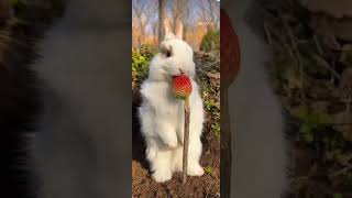 Little Rabbit Eating Strawberry  YouTube  Shorts [upl. by Nwahsyt]