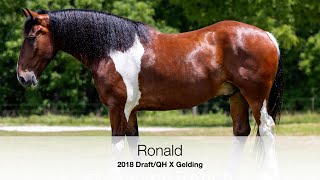 Ronald Draft X Cross Gelding Fox Hunting Trail Riding AllAround Family Horse [upl. by Oak896]