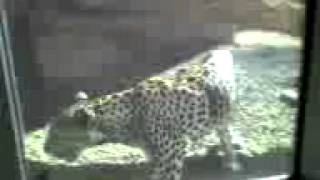 Arabian Leopard Panthera pardus nimr at Arabias Wildlife Centre Sharjah UAE [upl. by Hildegaard]