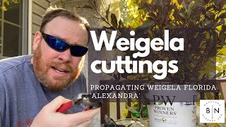 How to propagate Weigela florida Alexandra from soft wood cuttings [upl. by Primaveria]