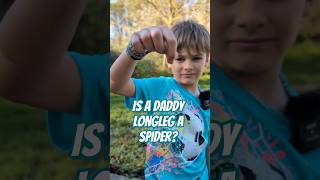 Is a daddy longleg a spider daddylongleg arachnid harvestmen youtubekids educationalvideos [upl. by Ahsatan]