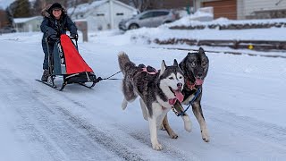 Our Huskys First Time Pulling a Dog Sled [upl. by Nosduh248]