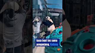 Lingyan si panda aktif shortsvideo [upl. by Chantal410]