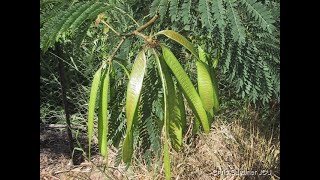 Investigating the Anti diabetic Effect of Leucaena leucocephala Linn Ipil Ipil Seed Extract [upl. by Jocelyne500]