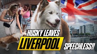 Watch Liverpool Go Crazy for My Viral Husky – The INSANE Fan Reactions [upl. by Limak]